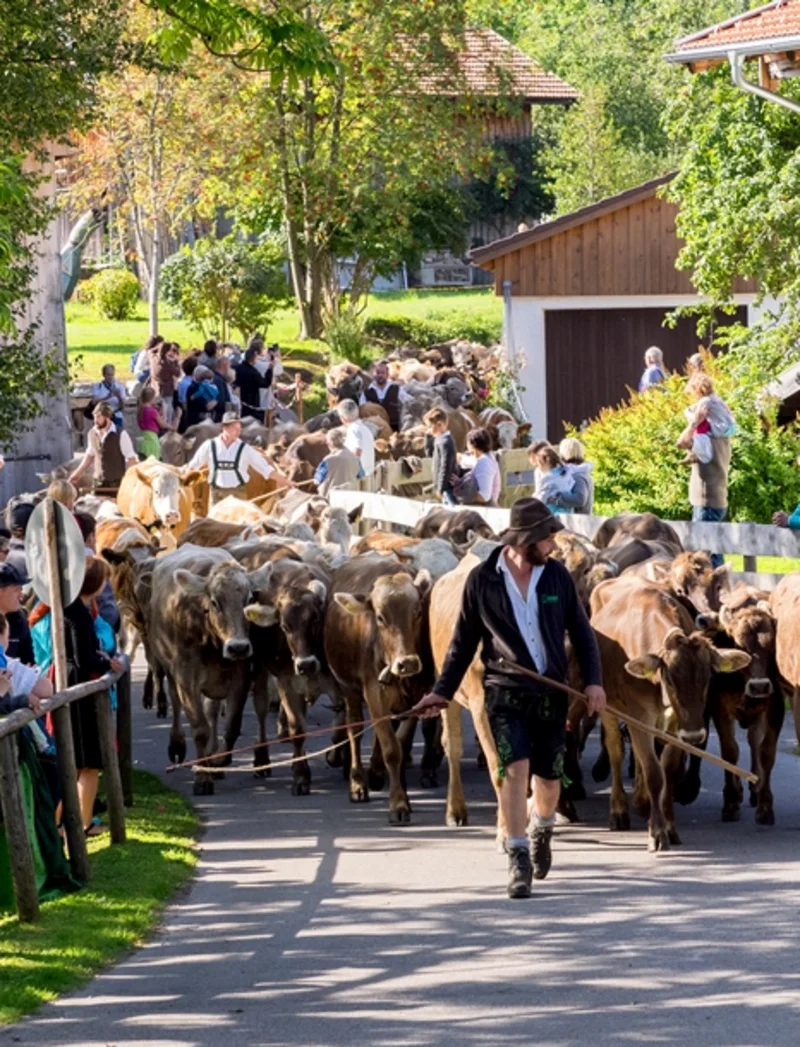 Kühe und Hirten beim Almabtrieb durch Pfrontener Straßen.
