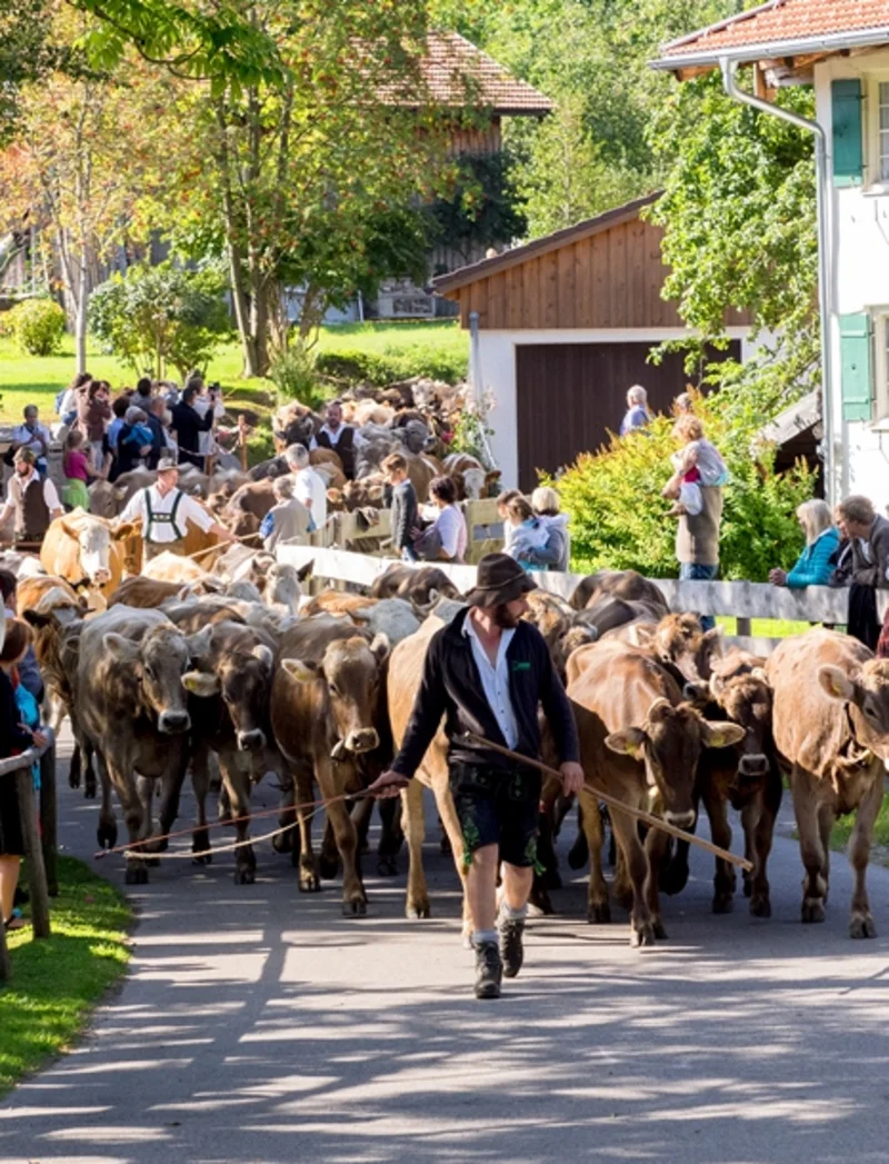 Kühe und Hirten beim Almabtrieb durch Pfrontener Straßen.