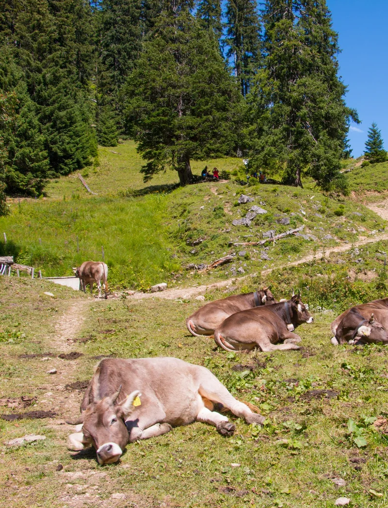 Mehrere Kühe auf einer Allgäuer Bergwiese.