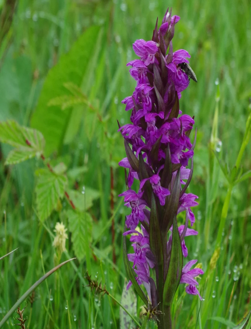 Breitblättriges Knabenkraut mit violetten Blüten, das in einer grünen Wiese wächst.