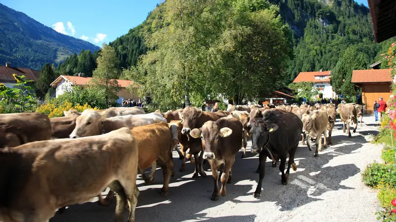 Almabtrieb durch Pfrontener Straßen