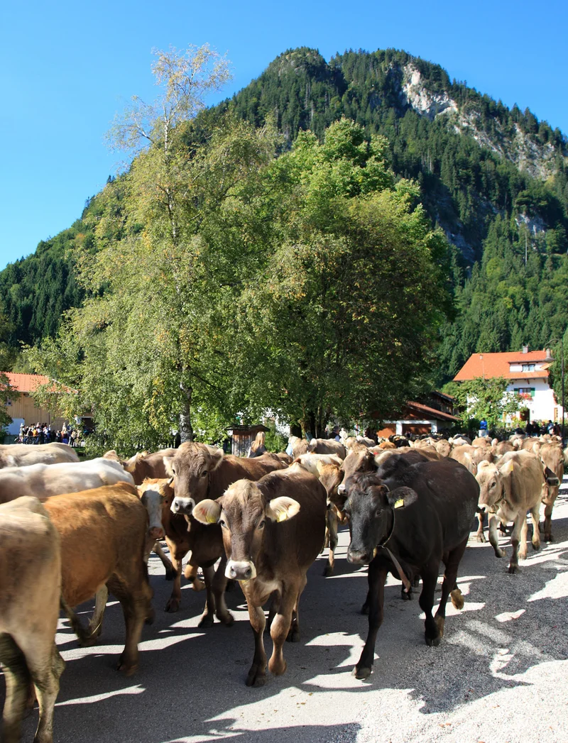 Kühe beim Almabtrieb durch Pfrontener Straßen.