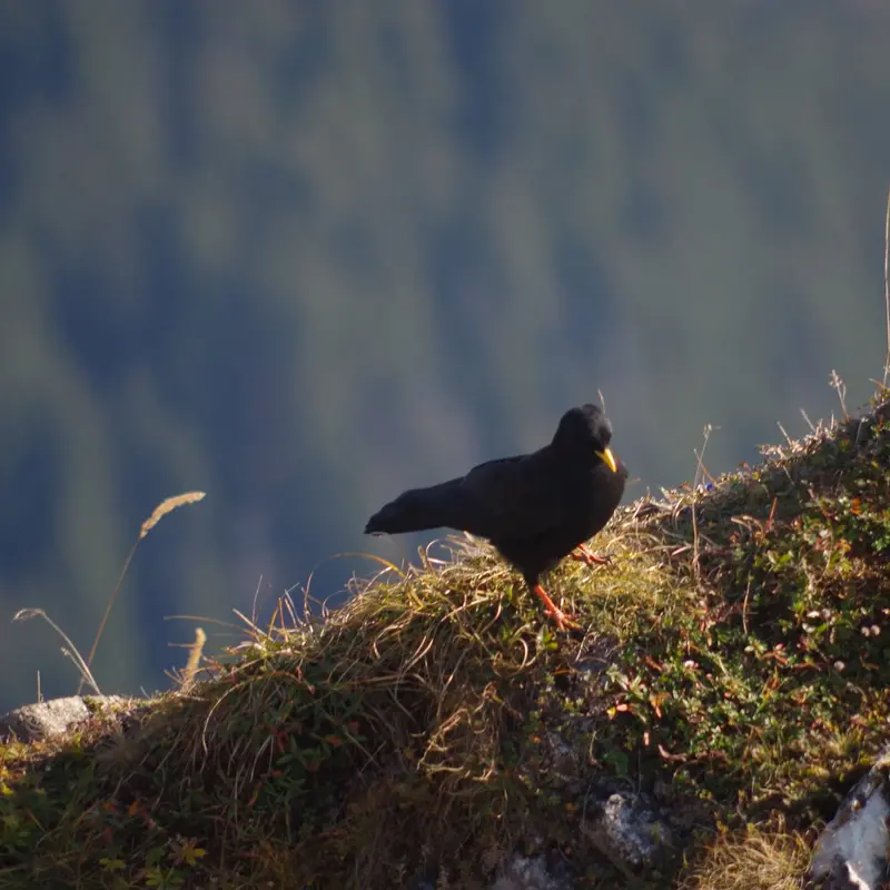 Eine Alpendohle auf einem Felsen in den Bergen.