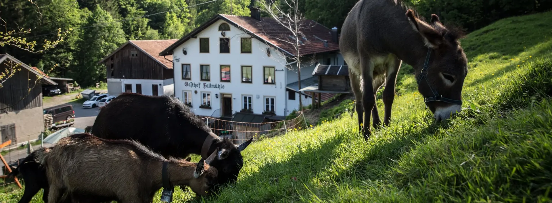 Gasthof Fallmühle