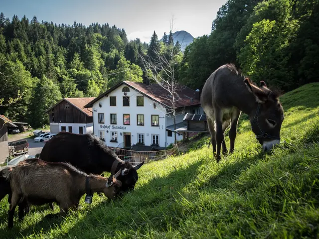 Esel an einem Grünen Hang vor dem Gasthof Fallmühle in Pfronten im Allgäu.