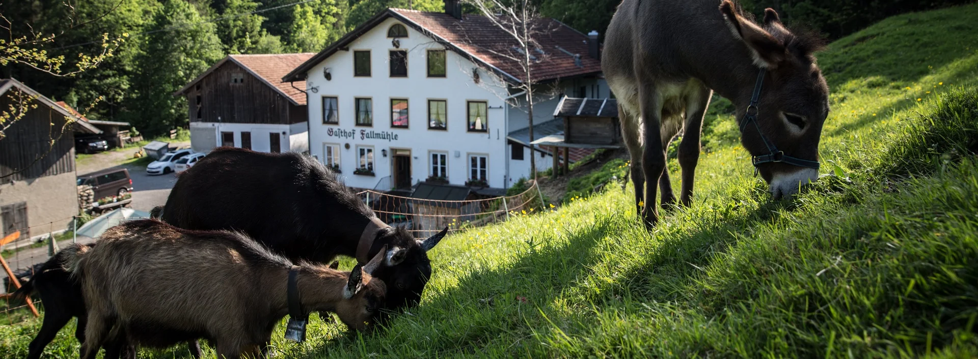 Esel an einem Grünen Hang vor dem Gasthof Fallmühle in Pfronten im Allgäu.
