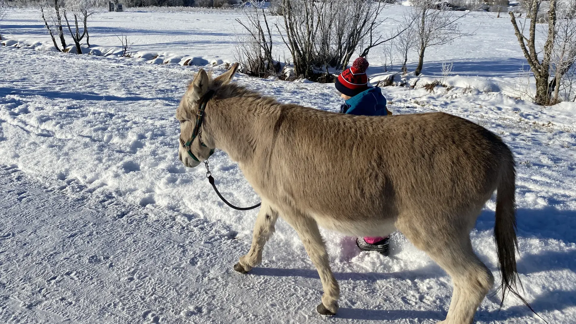 Eselwandern in Pfronten im Allgäu