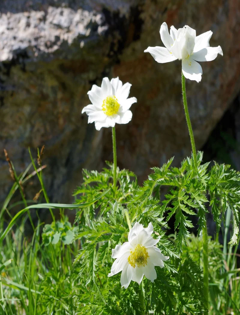 Weiße Anemone mit zarten Blütenblättern, die in der Sonne leuchten.