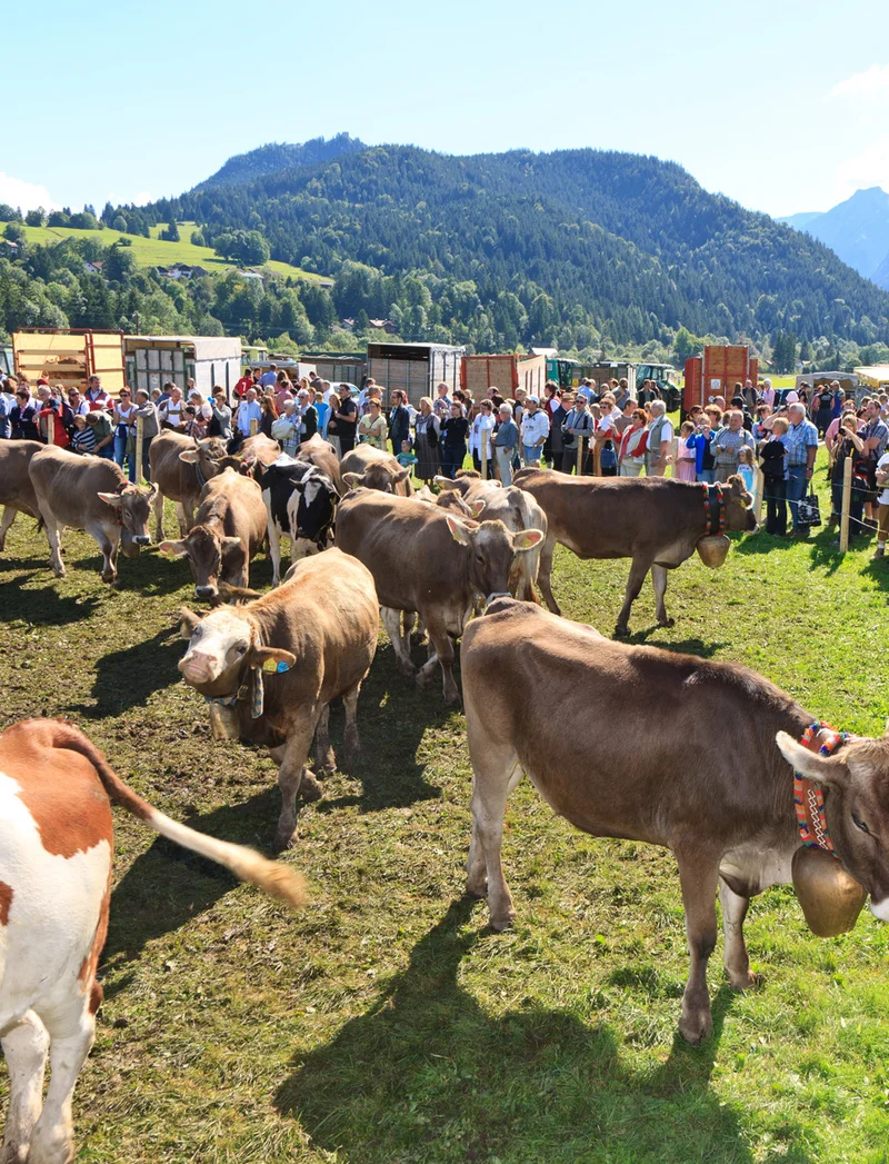 Familien bestaunen die Viehscheid in Pfronten