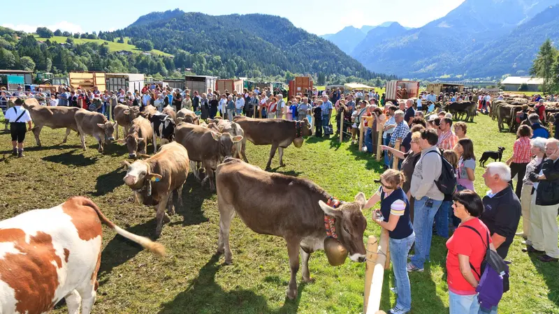 Familien bestaunen die Viehscheid in Pfronten