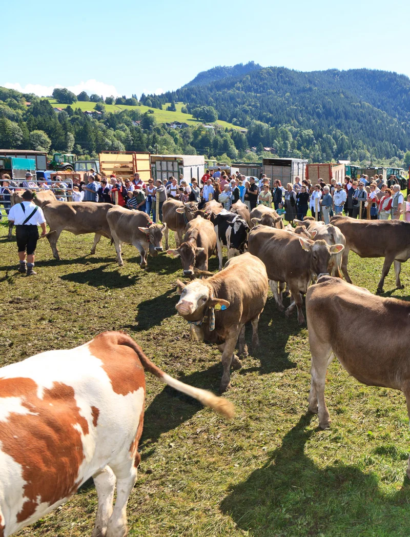 Zahlreiche Besucher bestaunen die Viehscheid in Pfronten.