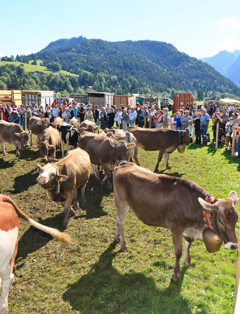 Zahlreiche Besucher bestaunen die Viehscheid in Pfronten.