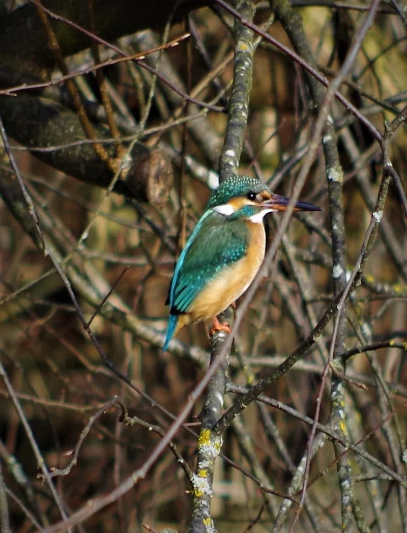 Ein farbenfroher Eisvogel auf einem Ast.
