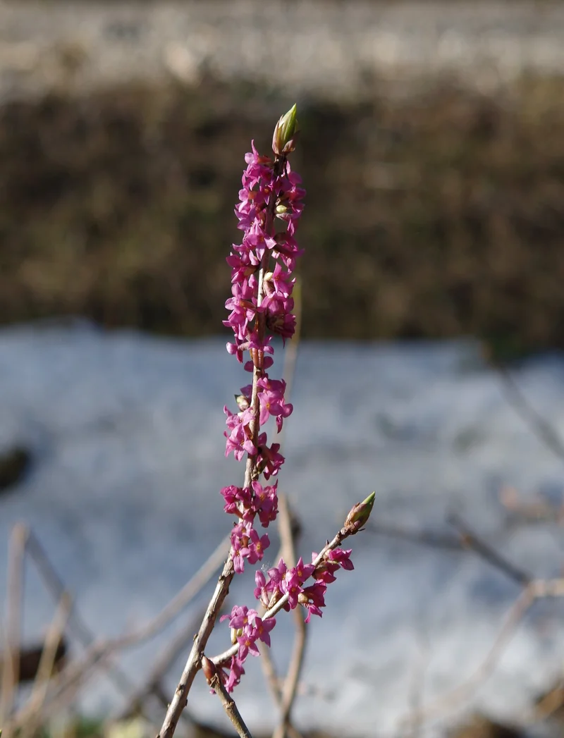 Seidelbast mit rosa Blüten.