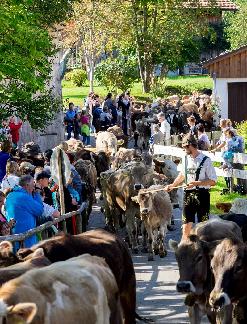Almabtrieb in Pfronten im Allgäu.