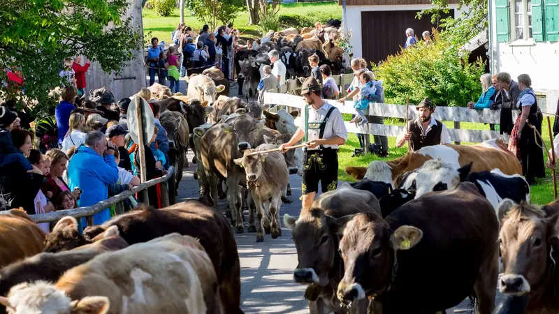 Almabtrieb in Pfronten im Allgäu