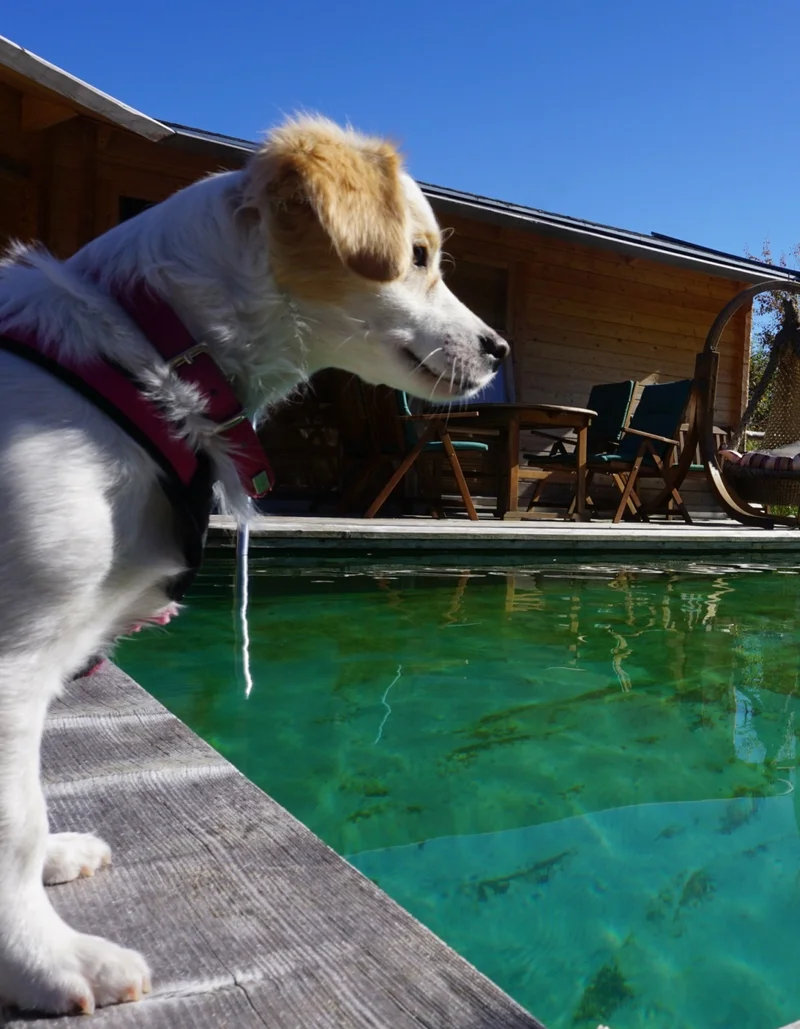Ein Hund im Garten einer Ferienwohnung in Pfronten.
