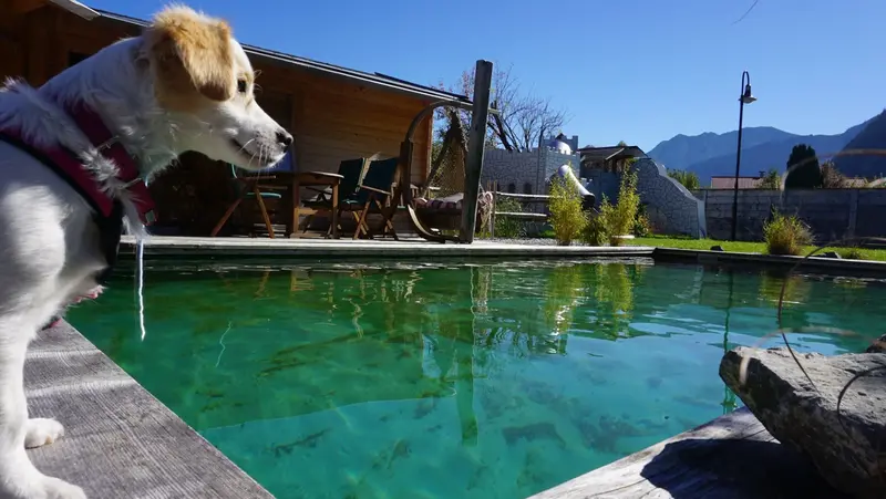 Ferienwohnungen mit Hund - Hunde willkommen in Pfronten im Allgäu