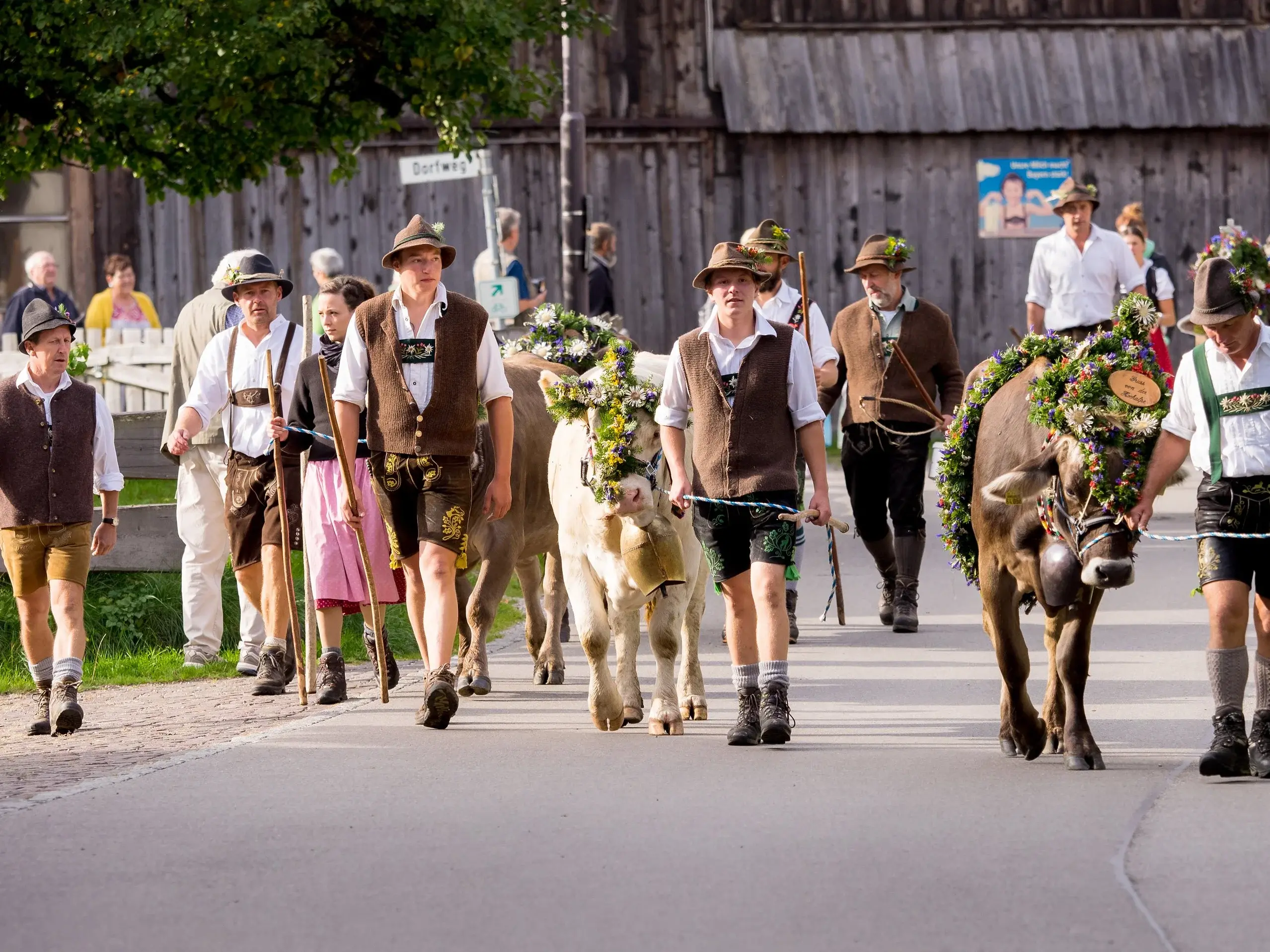 Viehscheid in Pfronten im Allgäu