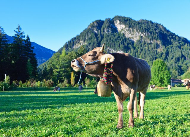 Almabtrieb in Pfronten im Allgäu