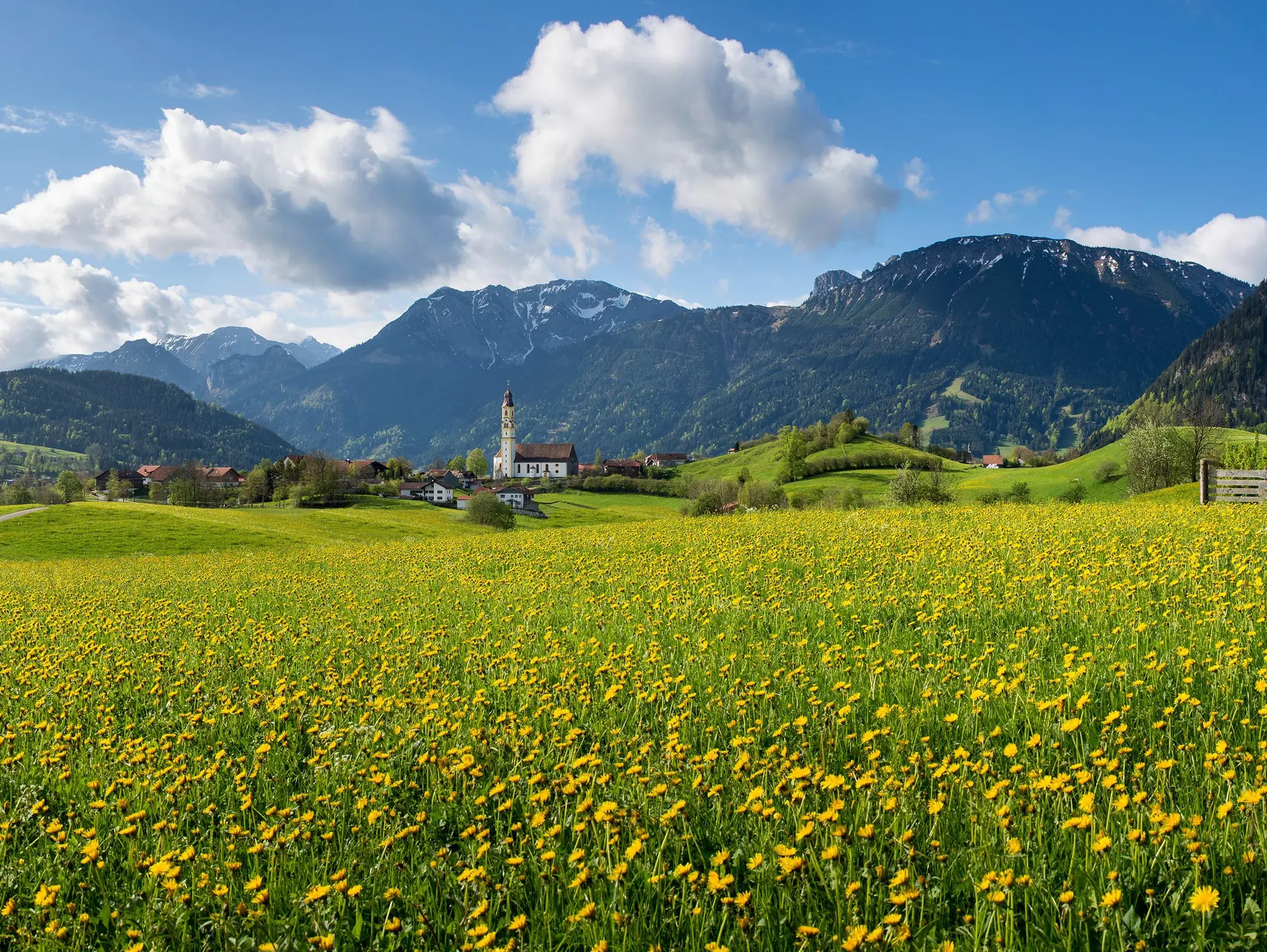 Sommerliche Löwenzahnwiese mit Panoramablick und beeindruckender Bergkulisse.