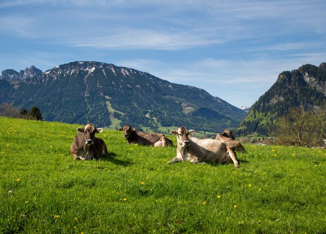 Kühe vor Allgäuer Bergkulisse