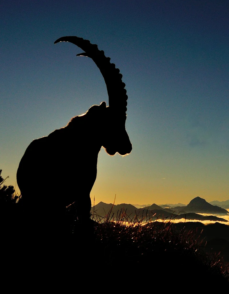 Ein Steinbock steht bei einem magischen Farbenspiel vor einer atemberaubenden Berglandschaft.