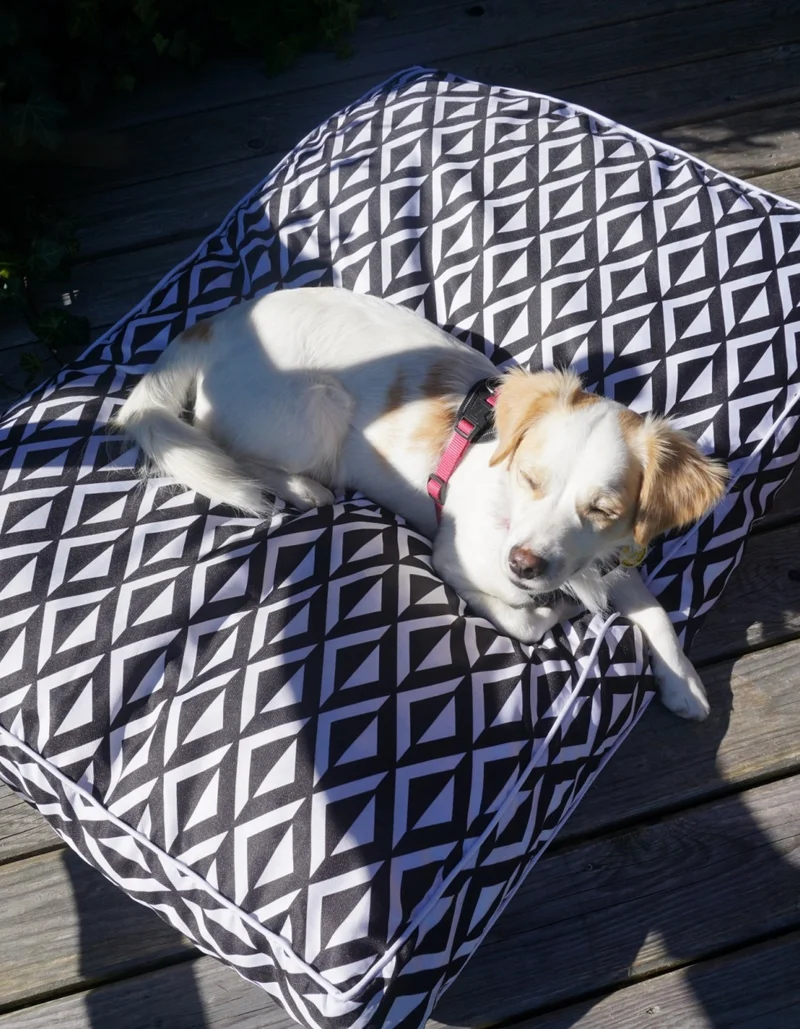 Ein Hund sitzt gemütlich auf einem Sitzkissen und genießt die Sonne.