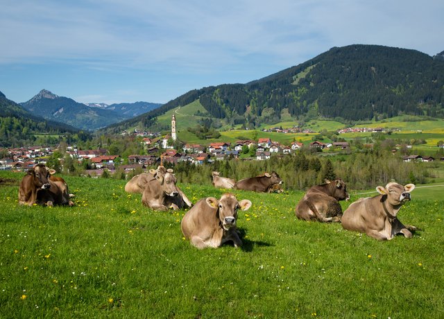 Kühe genießen den Sonnenschein und das frische Gras