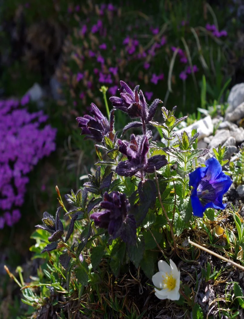 Violette Blüten der Alpenpflanze Alpenhelm.