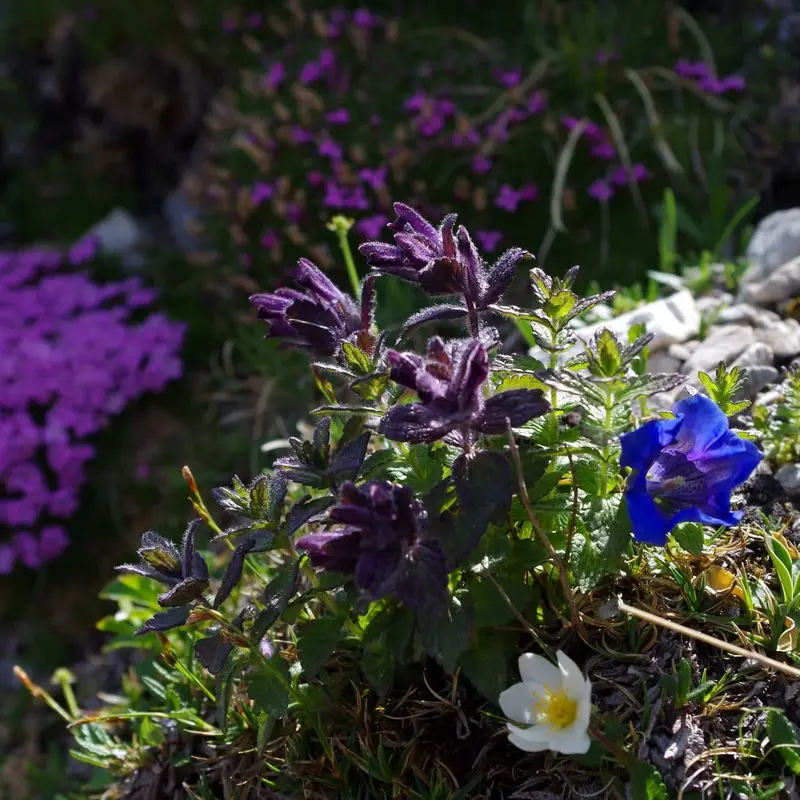 Violette Blüten der Alpenpflanze Alpenhelm.