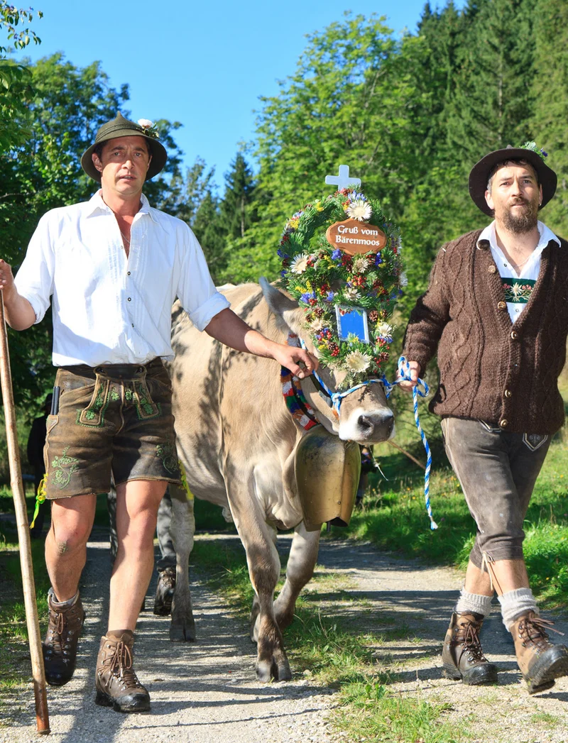 Hirten treiben die Kühe ins Tal.