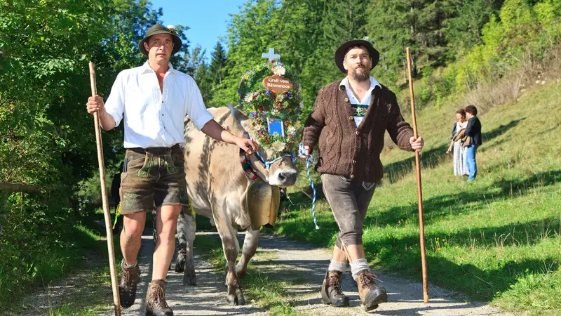 Hirten treiben die Kühe ins Tal