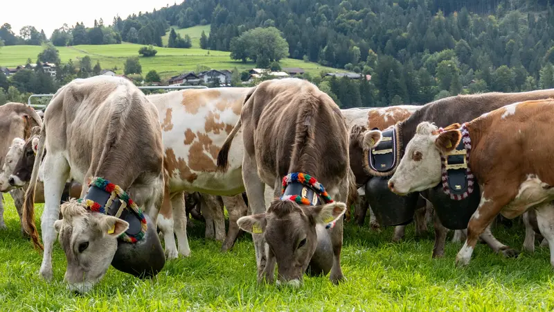 Kühe auf der Wiese