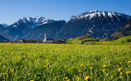 Sommerliche Löwenzahnwiese mit Panoramablick und beeindruckender Bergkulisse.