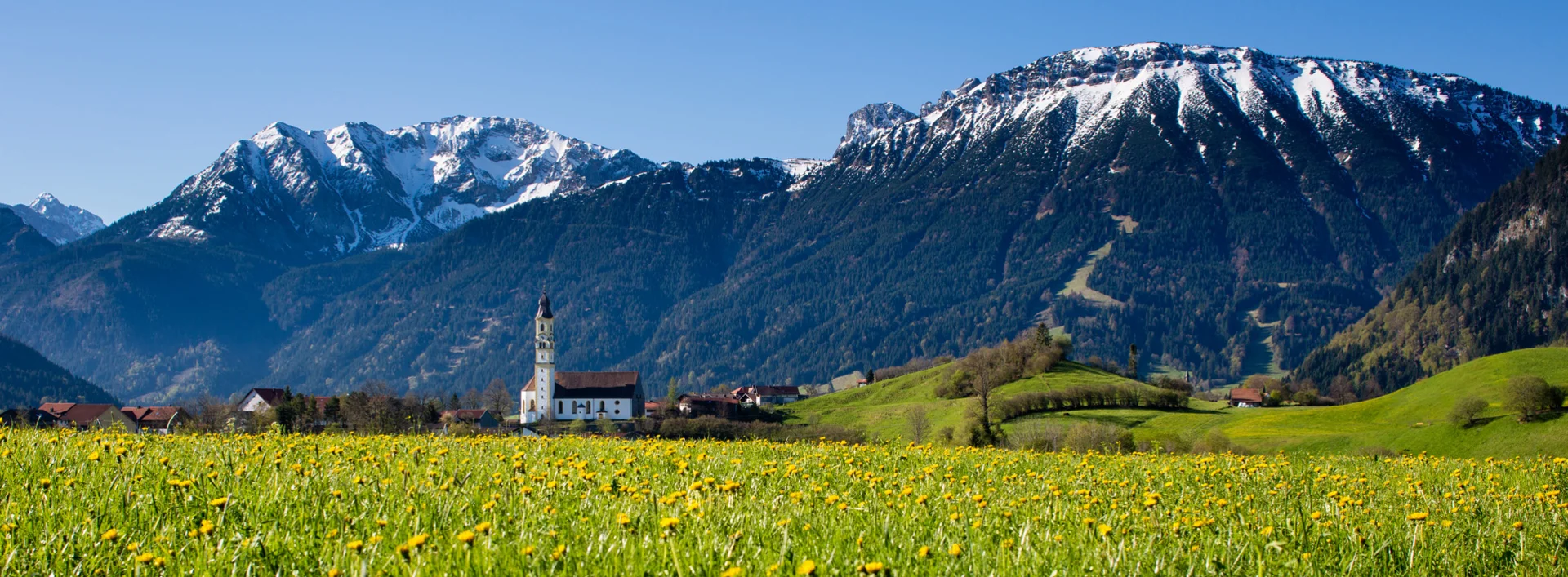 Sommerliche Löwenzahnwiese mit Panoramablick und beeindruckender Bergkulisse.