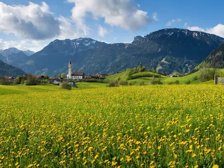 Sommerliche Löwenzahnwiese mit Panoramablick und beeindruckender Bergkulisse.