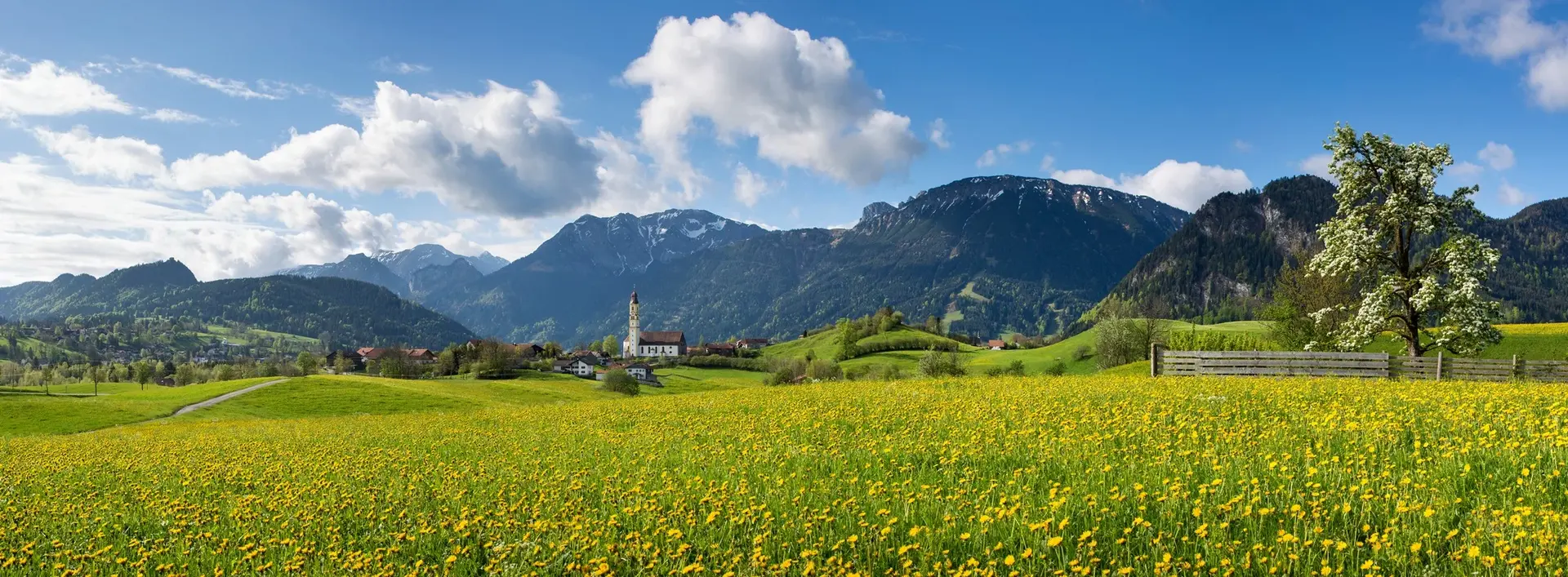 Sommerliche Löwenzahnwiese mit Panoramablick und beeindruckender Bergkulisse.