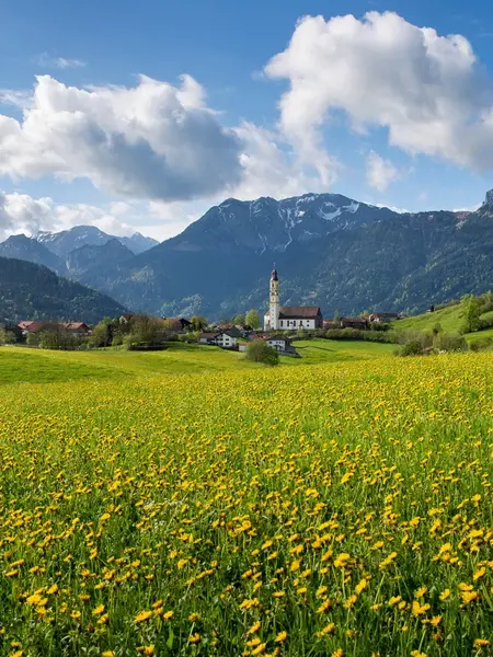 Sommerliche Löwenzahnwiese mit Panoramablick und beeindruckender Bergkulisse.