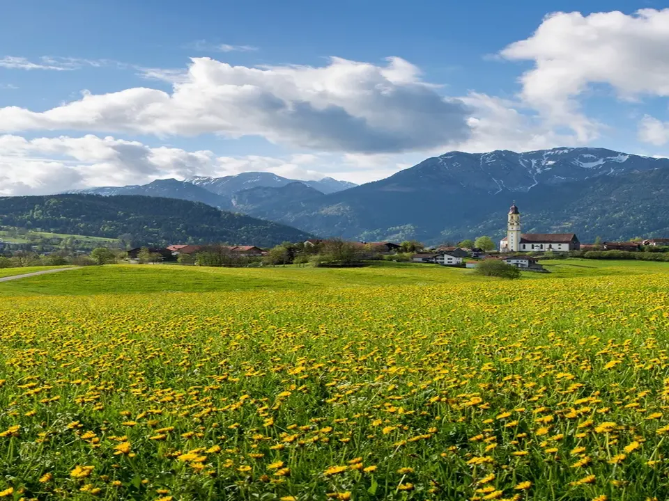 Pfronten im Allgäu - Wandern im Tal und am Berg Sommerliche Löwenzahnwiese mit Panoramablick und beeindruckender Bergkulisse.