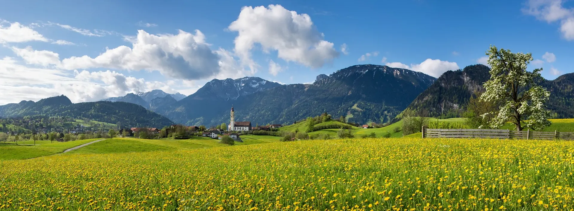 Sommerliche Löwenzahnwiese mit Panoramablick und beeindruckender Bergkulisse.