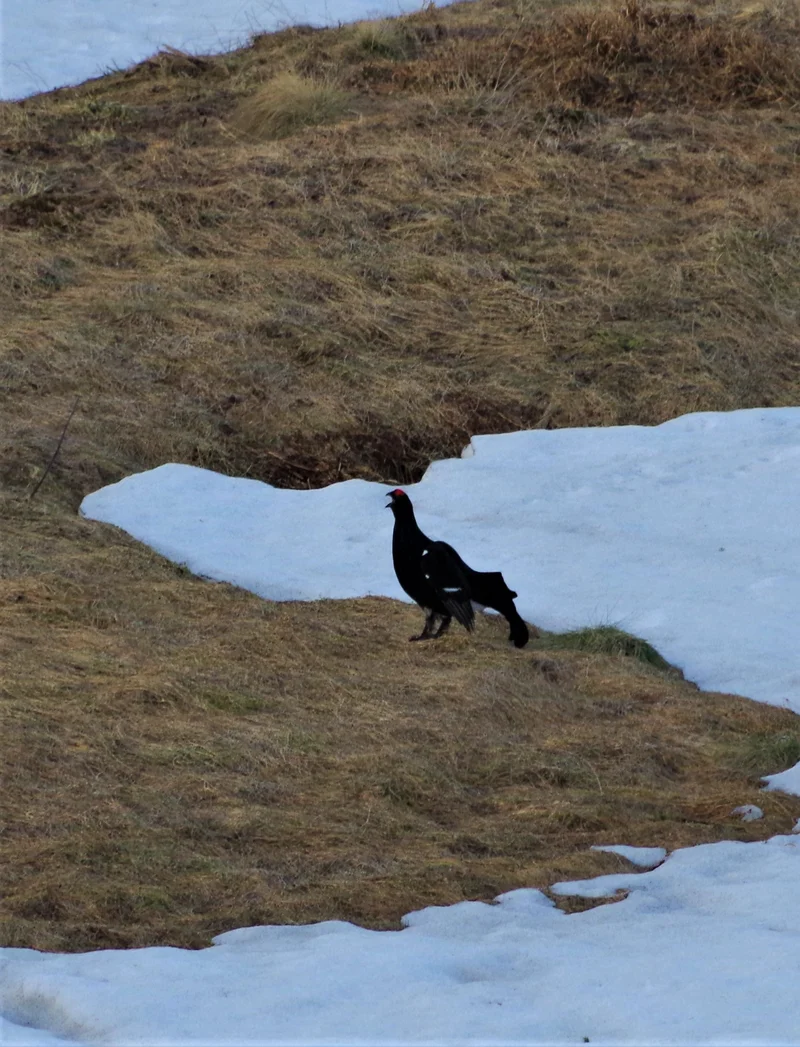 Ein Birkhahn auf einer Wiese, die teilweise mit Schnee bedeckt ist.
