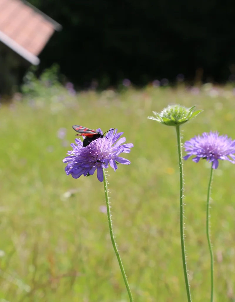 Nahaufnahme einer bunt bewachsenen Bergwiese.