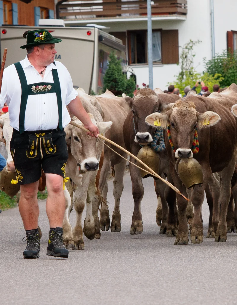 Kühe und Hirten bei der kleinen Viehscheid in Pfronten-Röfleuten. 