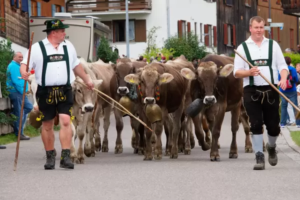 Kühe und Hirten bei der kleinen Viehscheid in Pfronten-Röfleuten. 