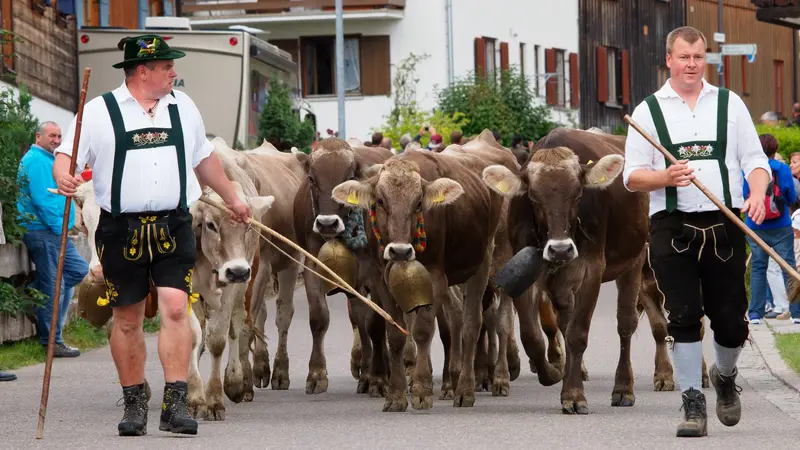 Kühe und Hirten bei der kleinen Viehscheid in Pfronten-Röfleuten. 