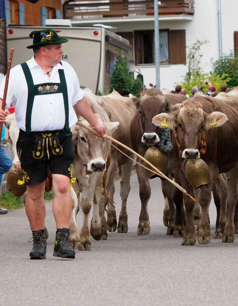 Kühe und Hirten bei der kleinen Viehscheid in Pfronten-Röfleuten. 
