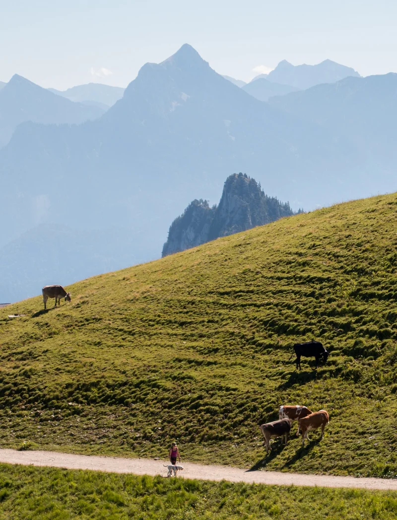 Mehrere Kühe auf einer Allgäuer Bergwiese.