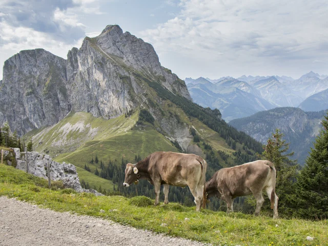 Kühe in einer beeindruckenden Berglandschaft.