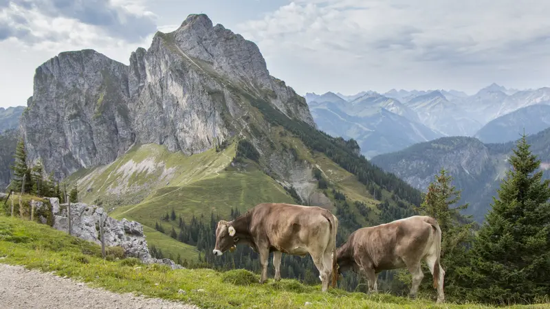 Kühe in einer beeindruckenden Berglandschaft.